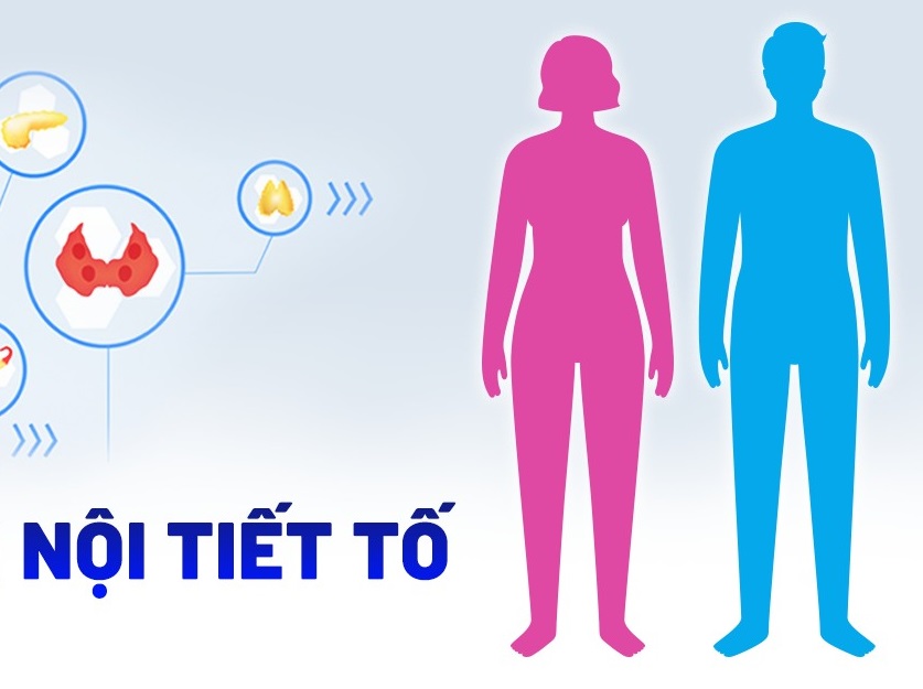 Cách Tự Nhiên Để Cân Bằng Nội Tiết Tố